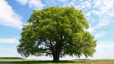 تعبیر خواب درخت🌳 (کامل و رایگان | از نظر معبران و موضوعات مختلف)