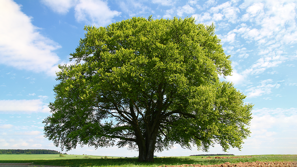 تعبیر خواب درخت🌳 (کامل و رایگان | از نظر معبران و موضوعات مختلف) تعبیر خواب درخت🌳 (کامل و رایگان | از نظر معبران و موضوعات مختلف)