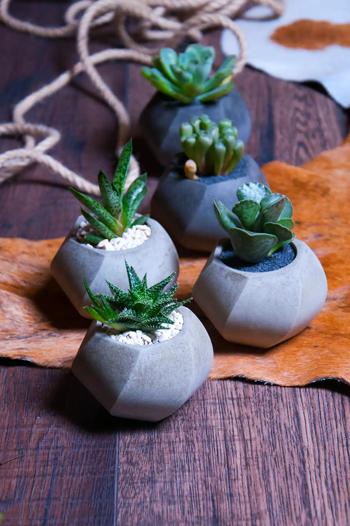 گلدون طبیعی دکوری