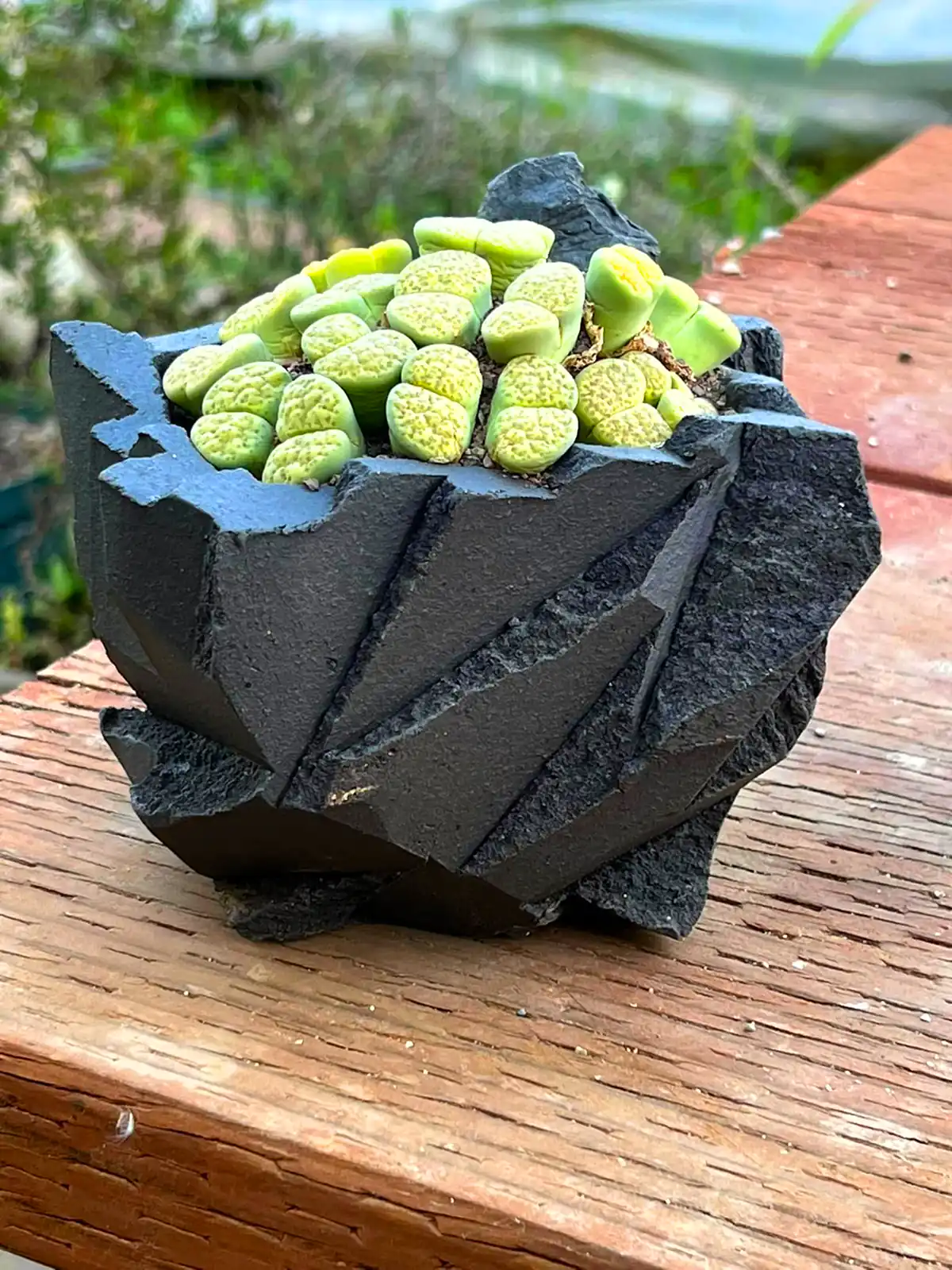 گلدون طبیعی دکوری