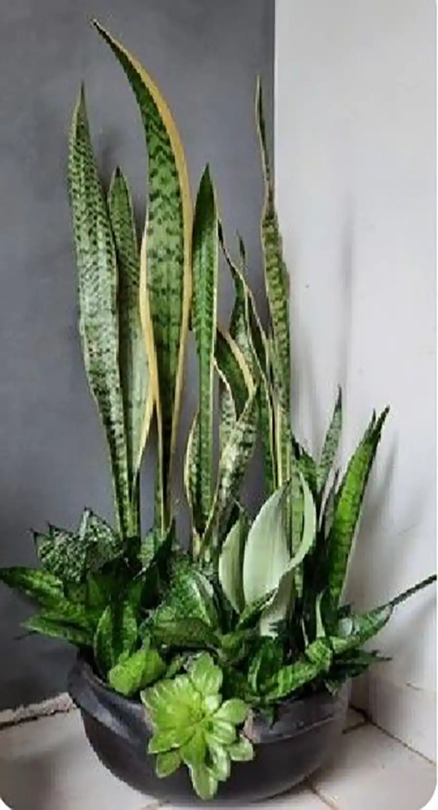 گل طبیعی کنار سالنی