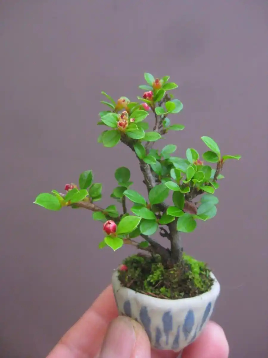 گیاه بونسای مینیمال