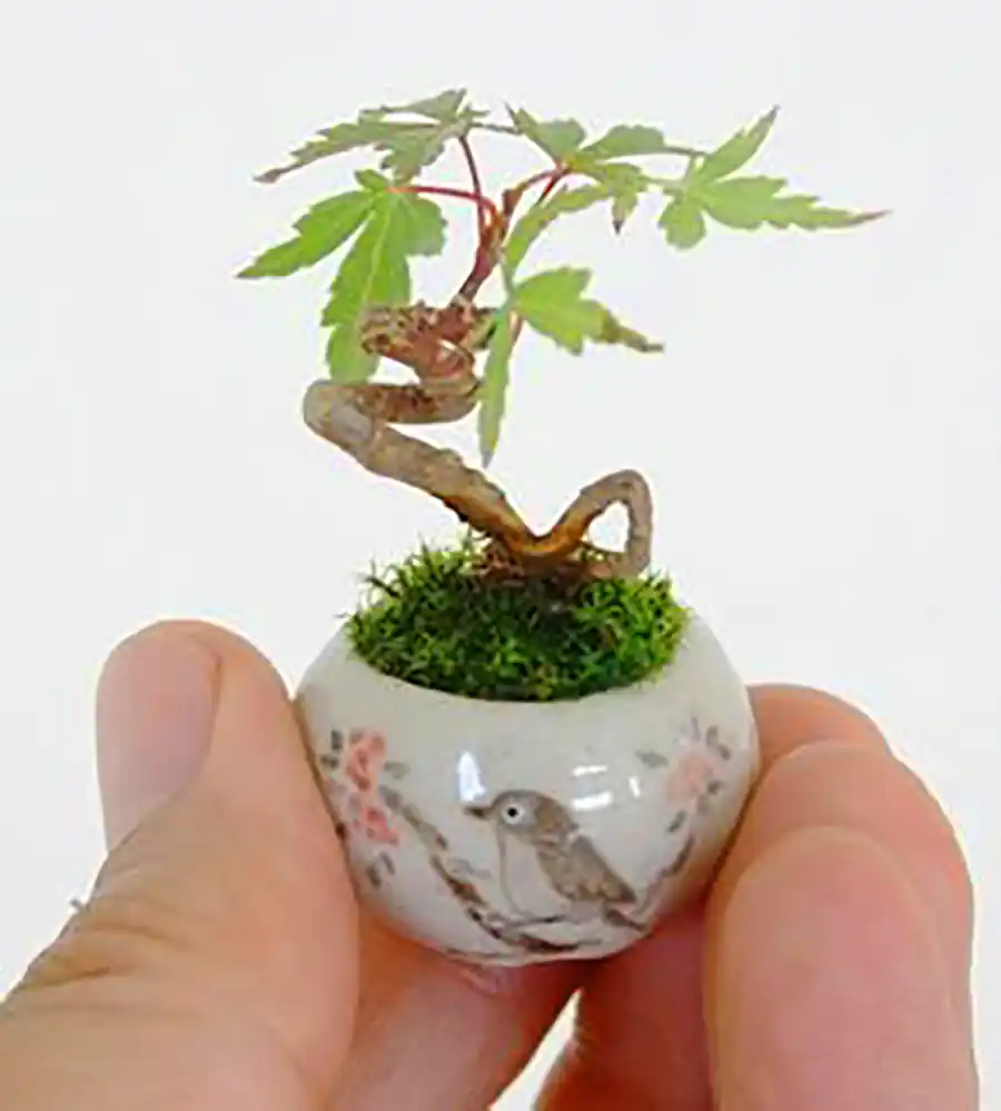 گیاه بونسای مینیمال