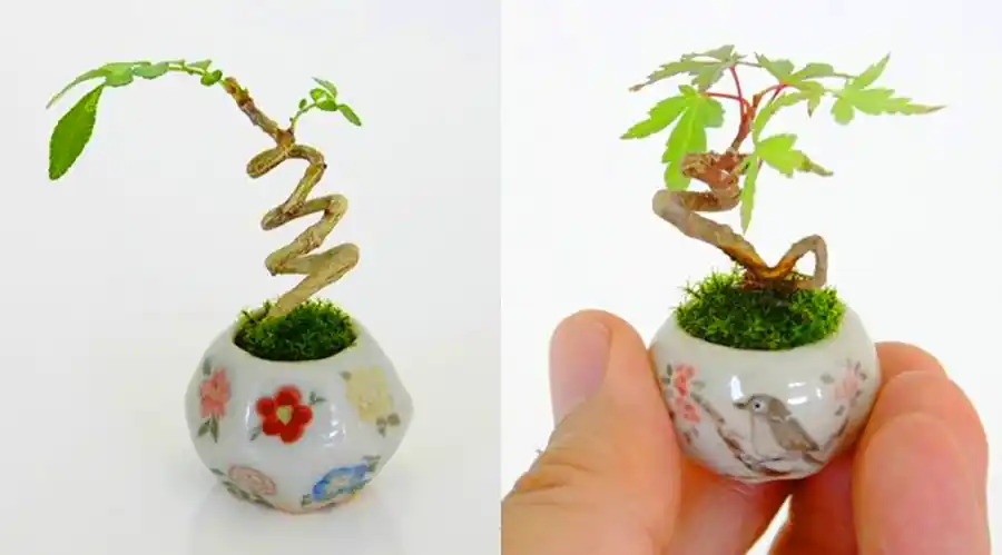 گیاه بونسای مینیمال