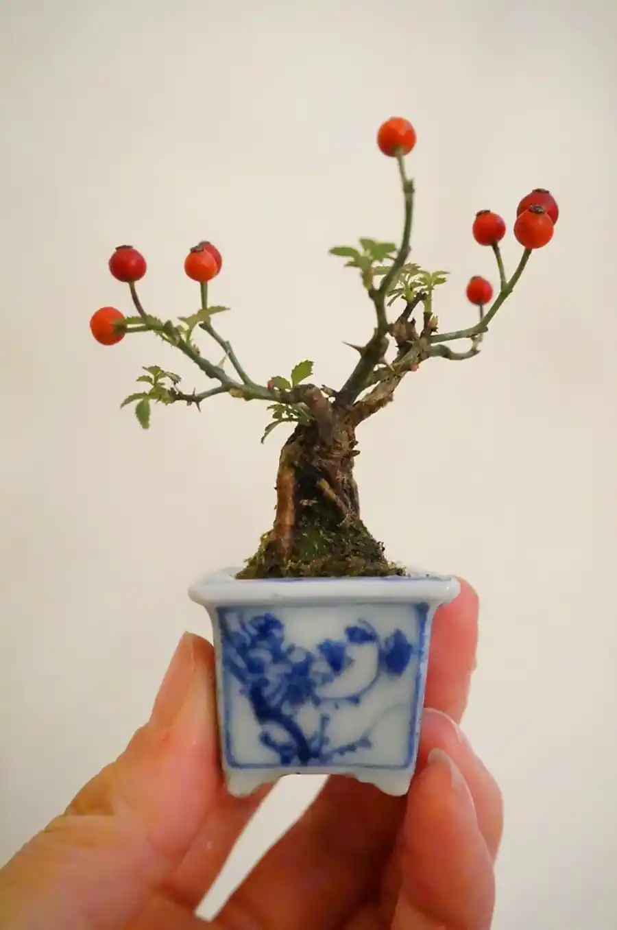 گیاه بونسای مینیمال