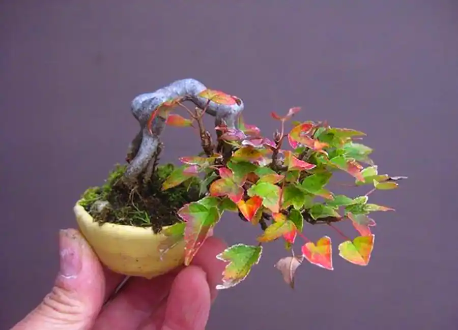 گیاه بونسای مینیمال