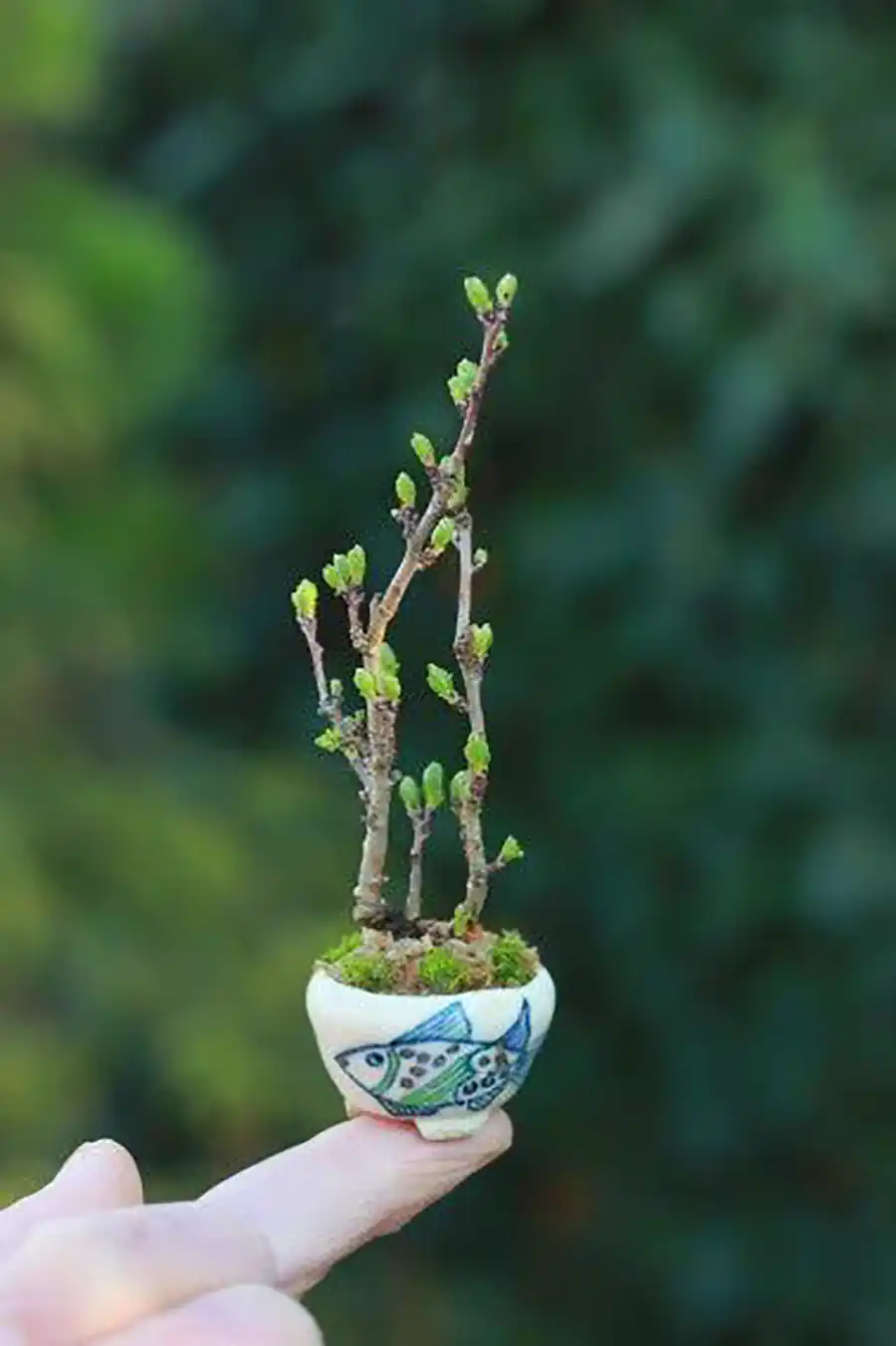 گیاه بونسای مینیمال