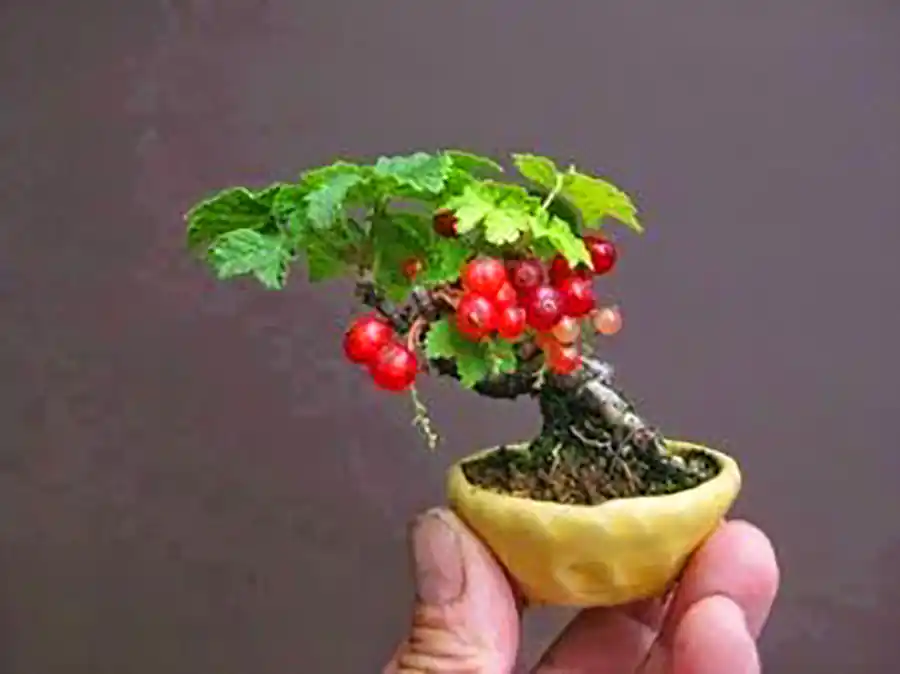 گیاه بونسای مینیمال