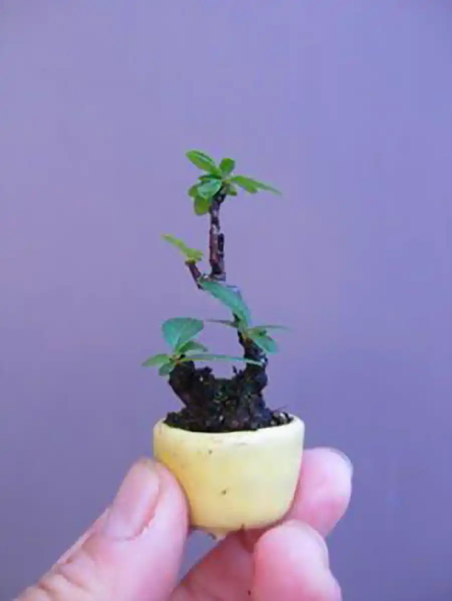 گیاه بونسای مینیمال