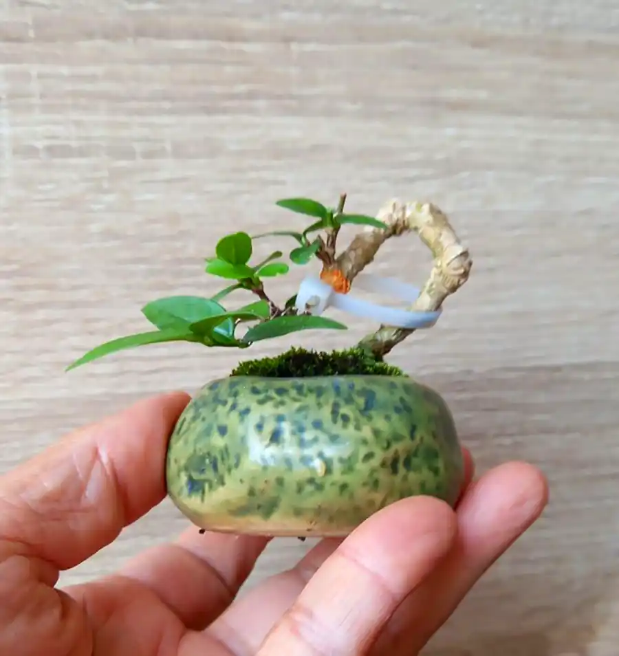 گیاه بونسای مینیمال