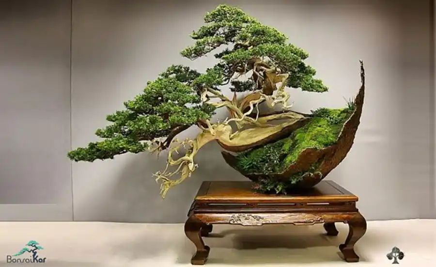 بونسای لوکس آپارتمانی