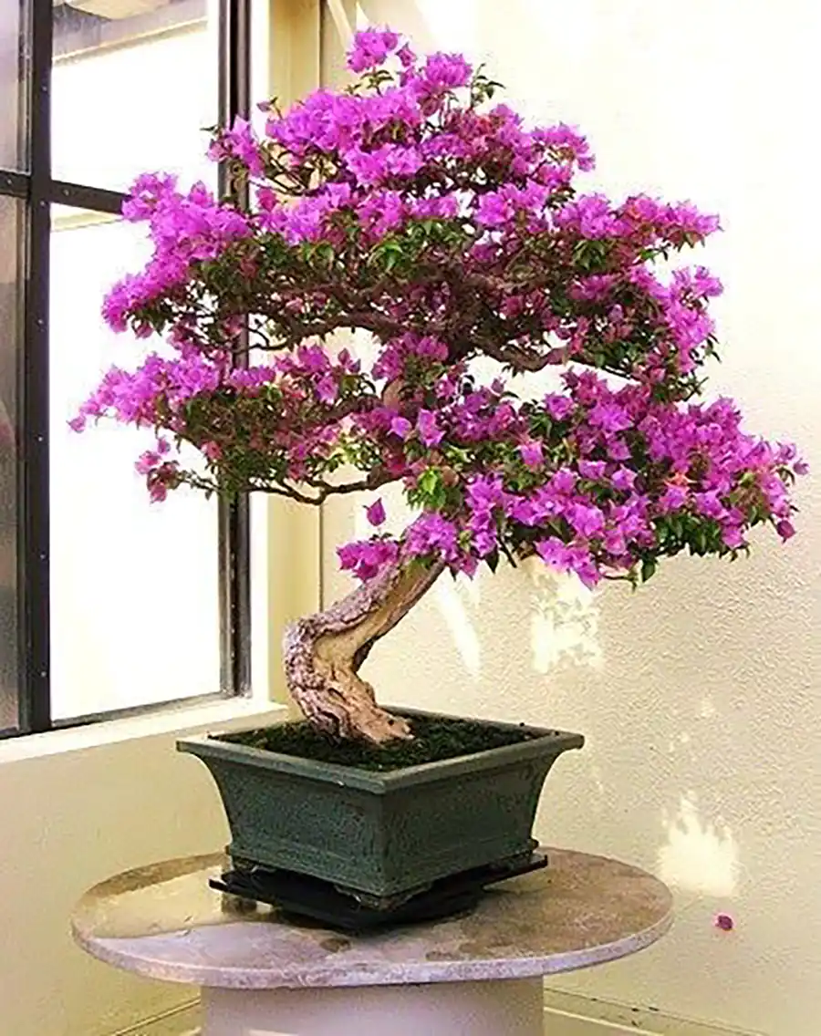 بونسای لوکس آپارتمانی