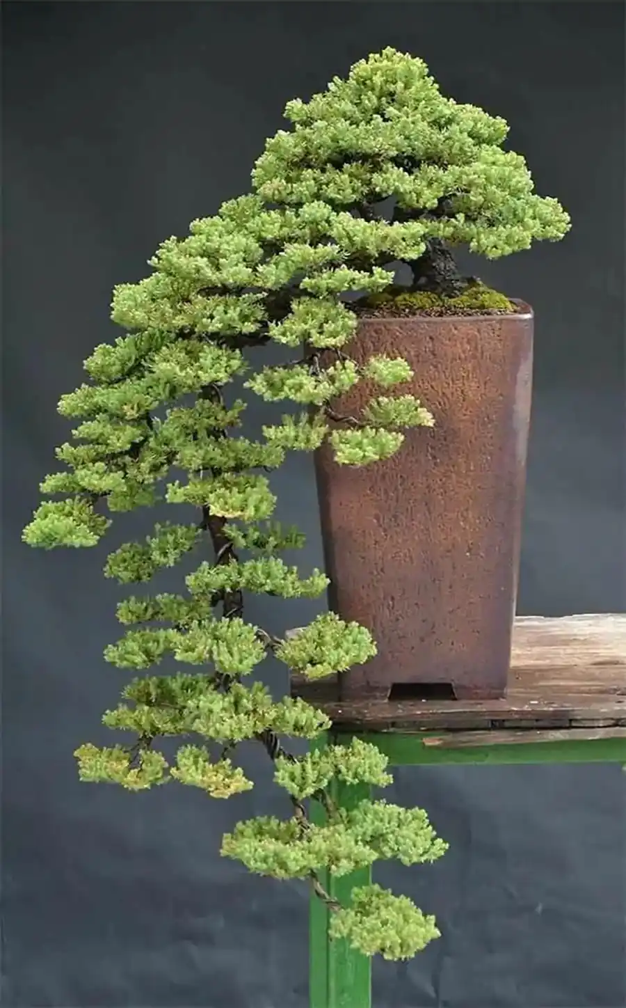 بونسای لوکس آپارتمانی