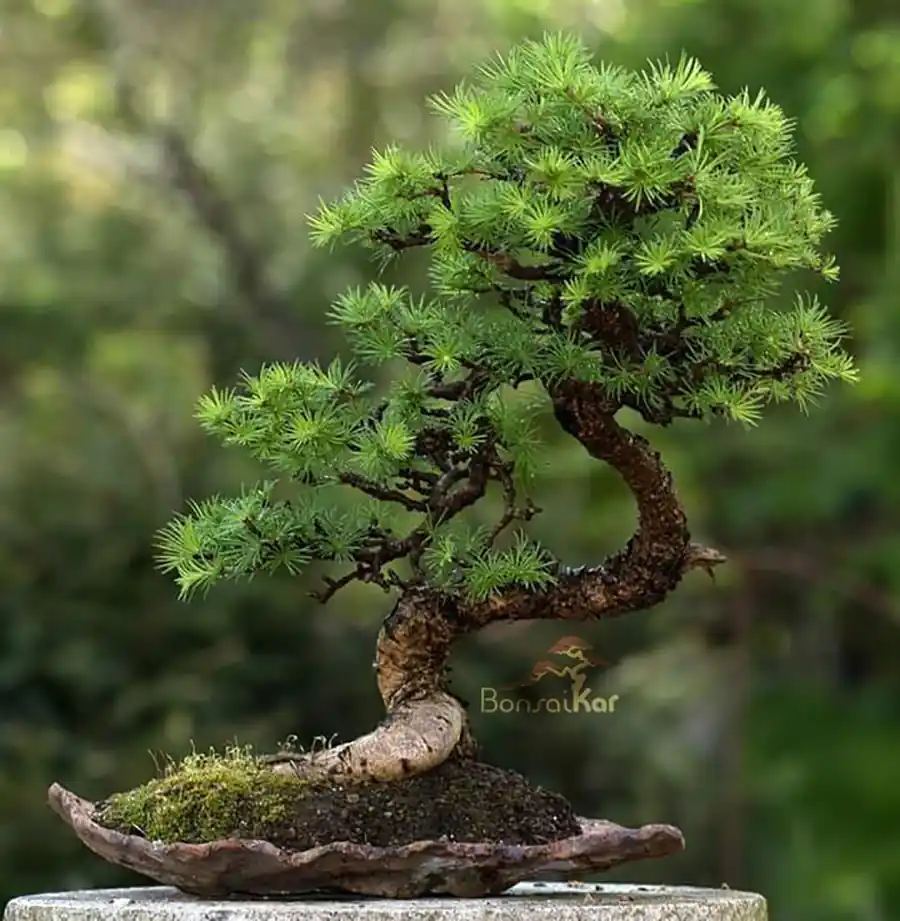 بونسای لوکس آپارتمانی