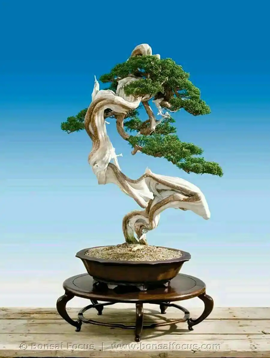 بونسای لوکس آپارتمانی