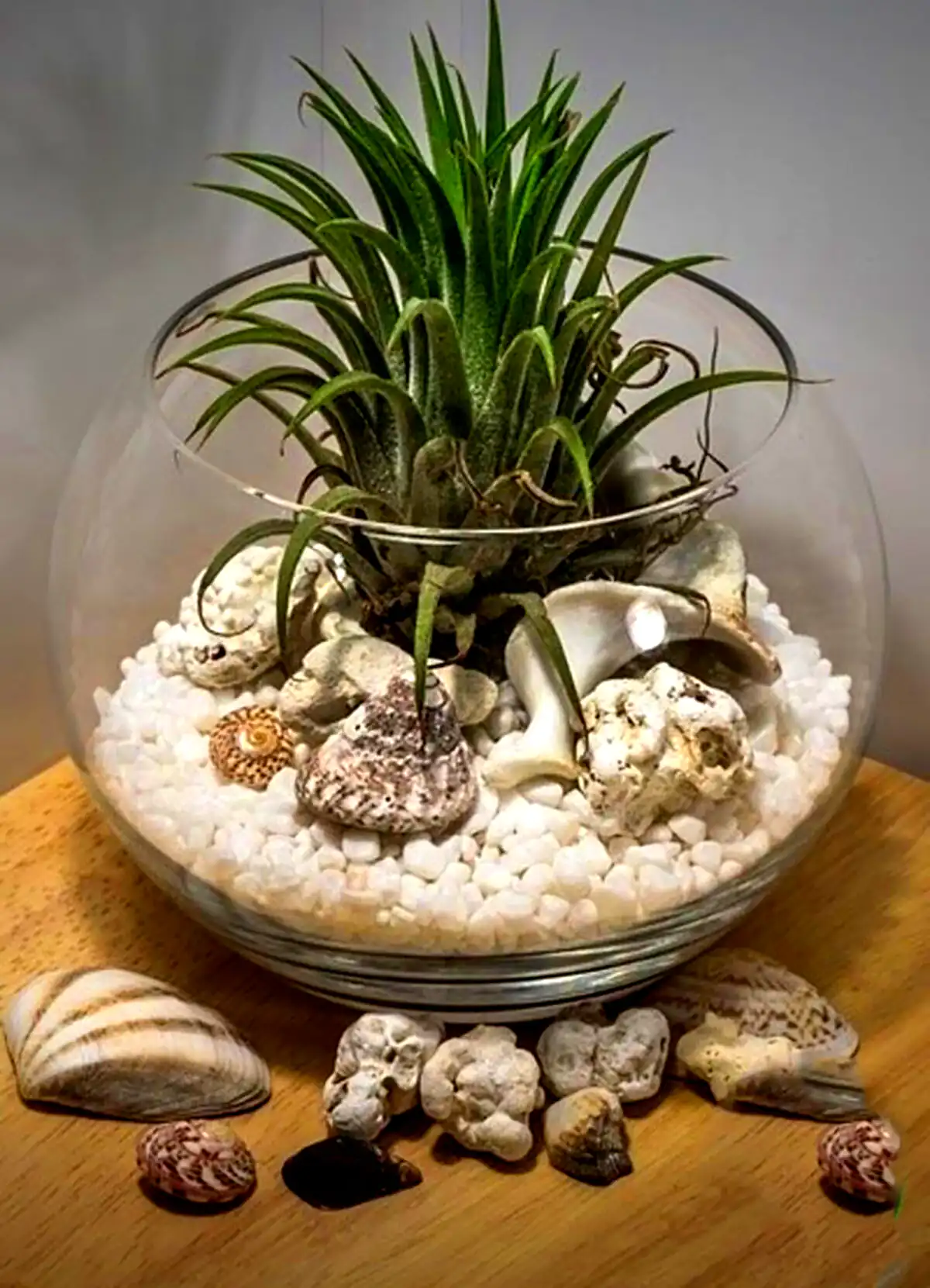 گل طبیعی دکوری