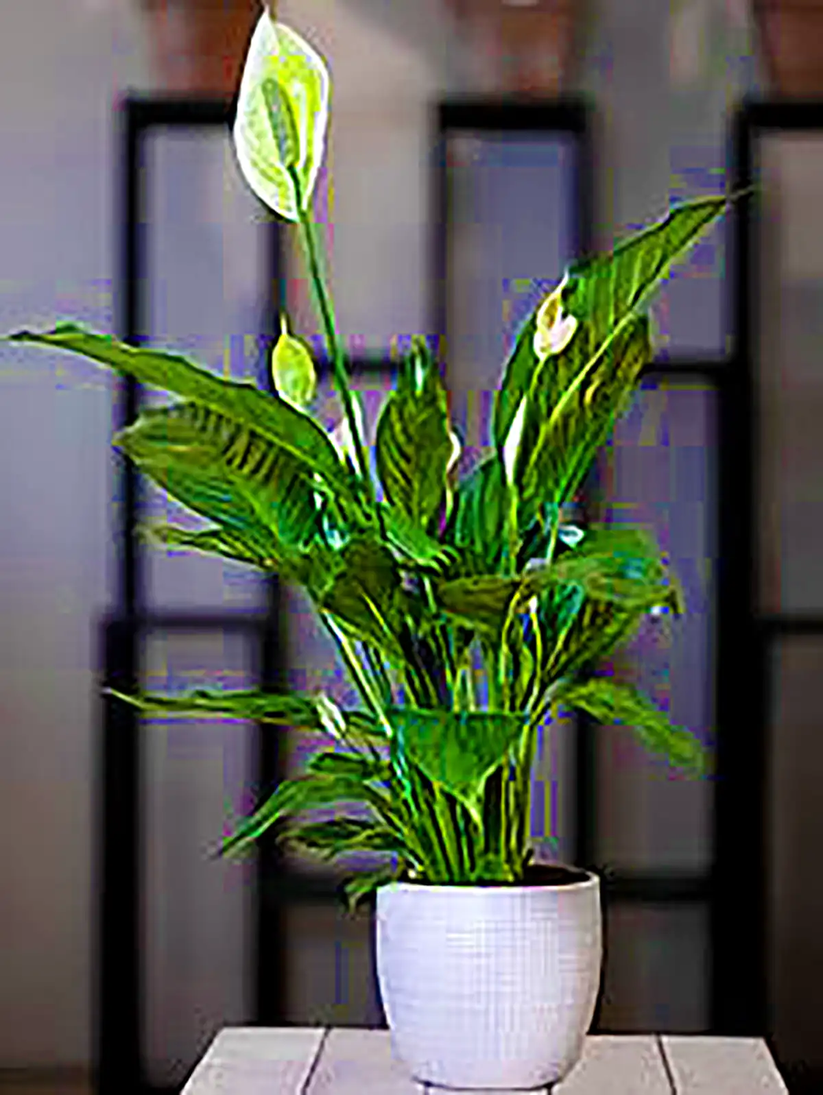 گلدان مدرن کنار سالنی