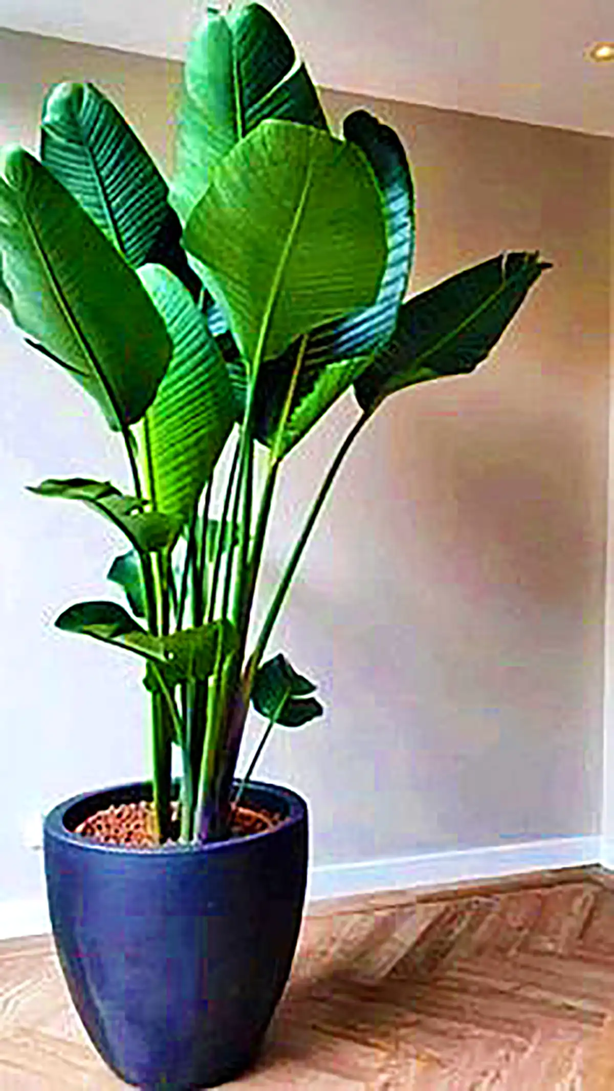 گلدان مدرن کنار سالنی
