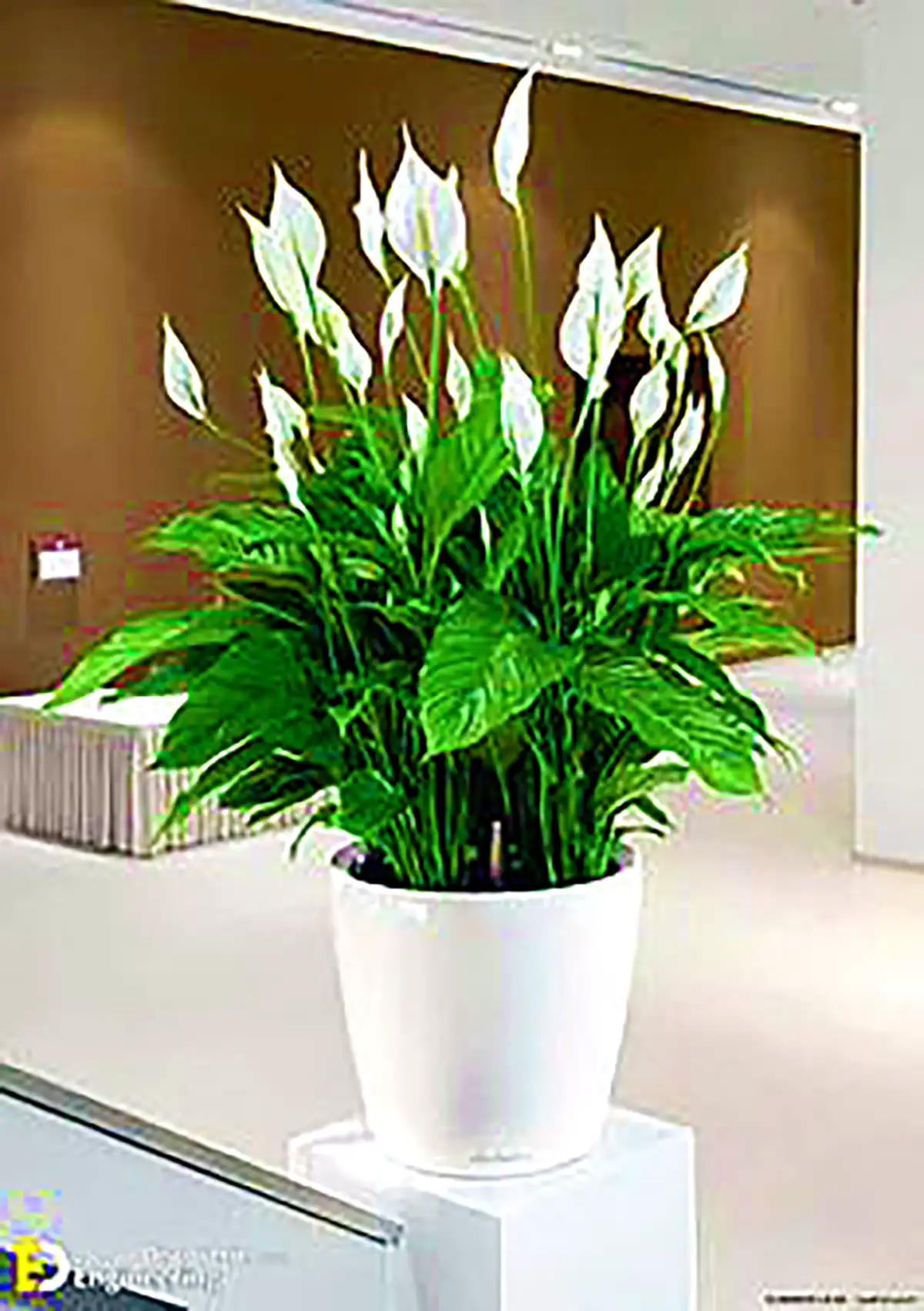 گلدان مدرن کنار سالنی