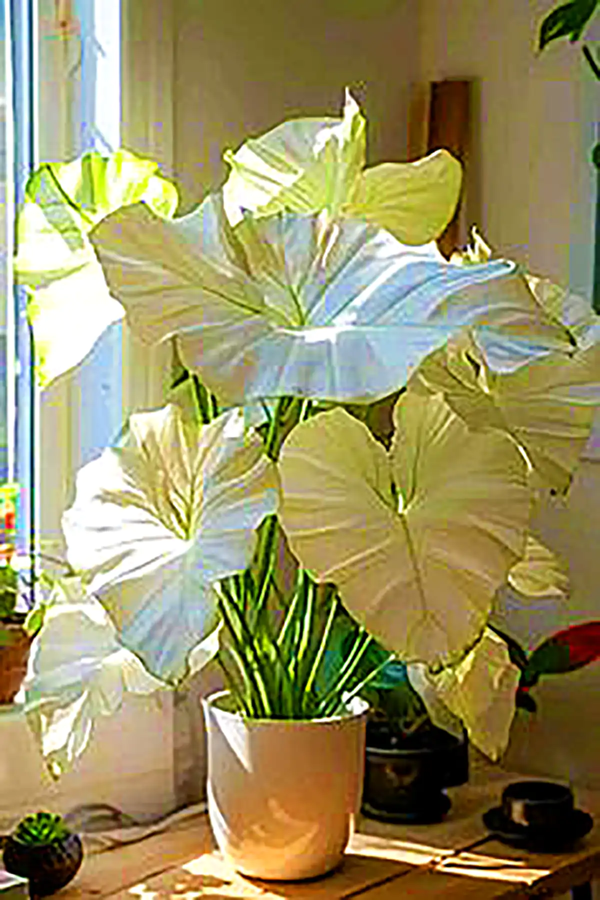 گلدان مدرن کنار سالنی