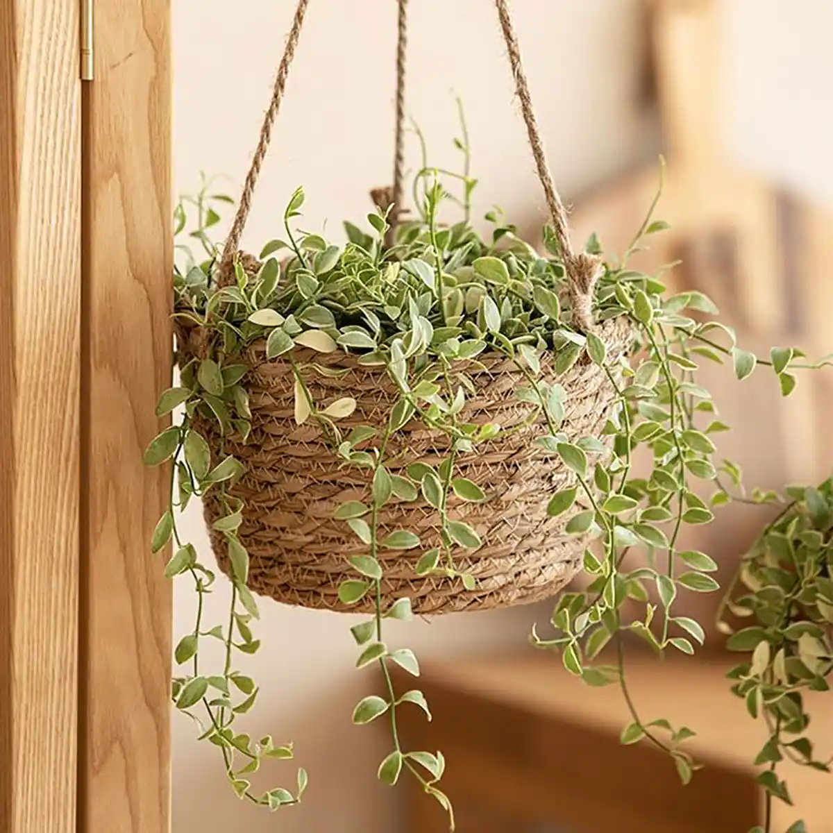 گلدان حصیری آویز مدرن