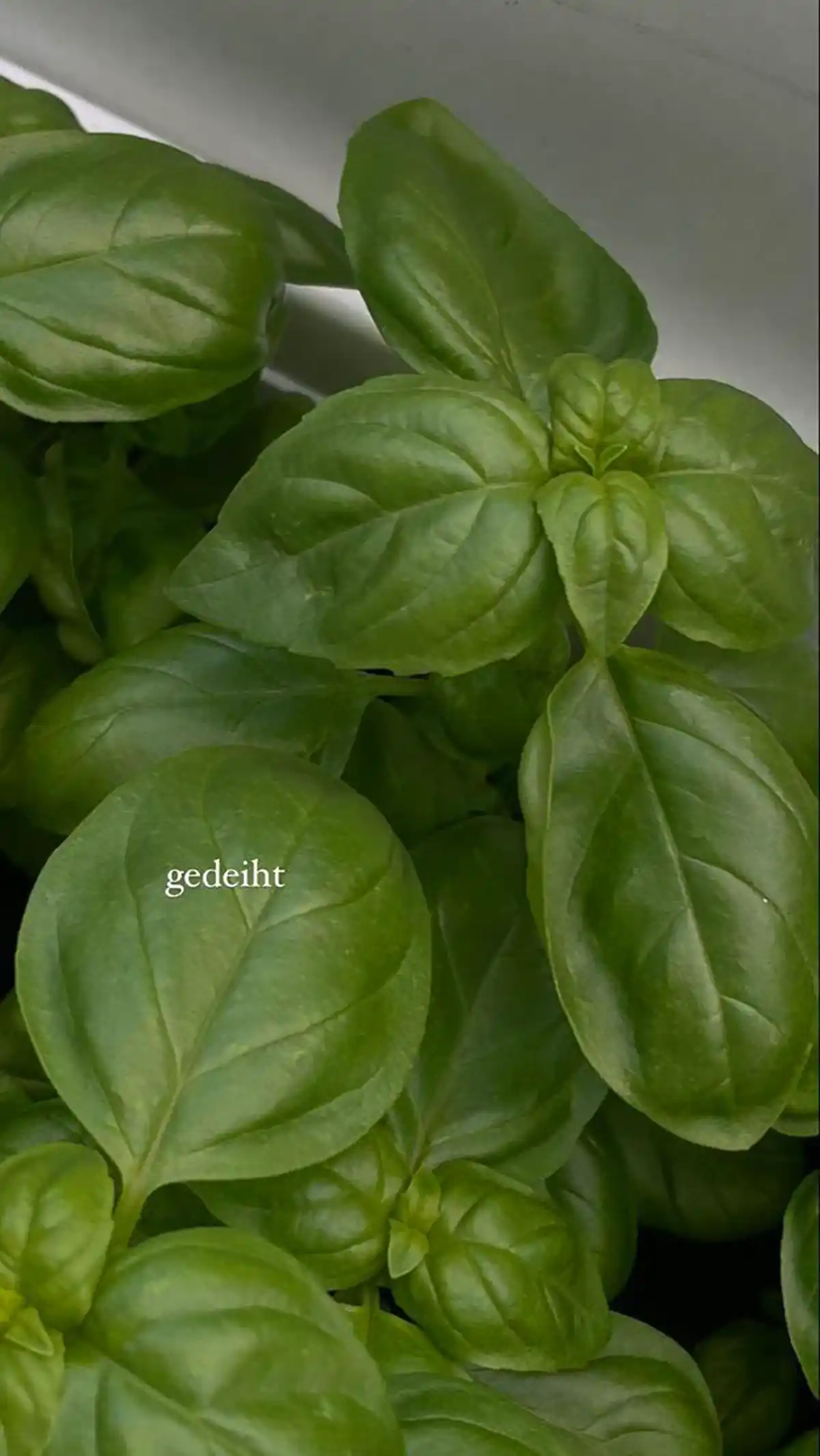 گلدان کلاسیک و مقاوم