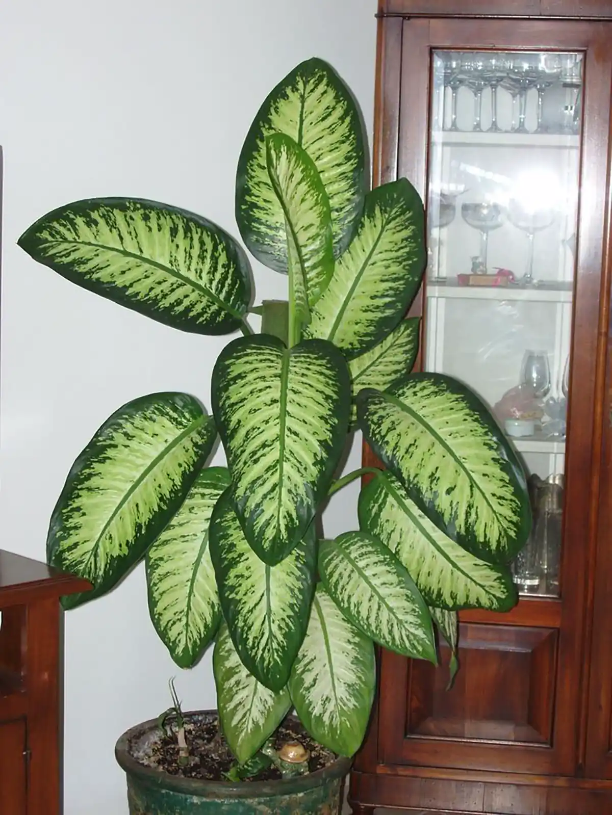 گل طبیعی بزرگ آپارتمانی