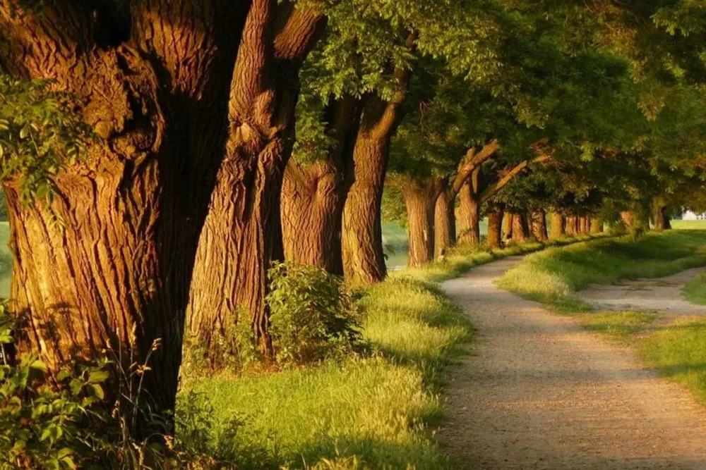 تبدیل دی اکسید کربن به اکسیژن در درخت