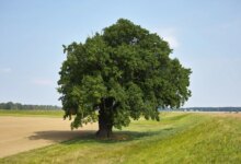 صنوبر سیتکا ، تنهاترین درخت جهان