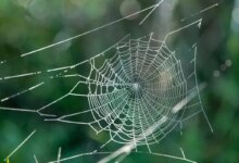 عنکبوت چگونه تار درست می کند ؟