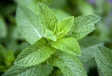 آیا پونه همان نعناع است؟