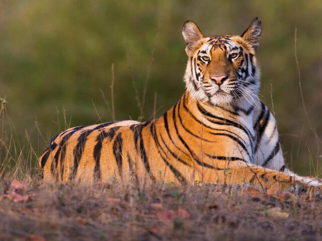 تعبیر خواب ببر 🐅 (کامل و رایگان | از نظر معبران و موضوعات مختلف) تعبیر خواب ببر 🐅 (کامل و رایگان | از نظر معبران و موضوعات مختلف)