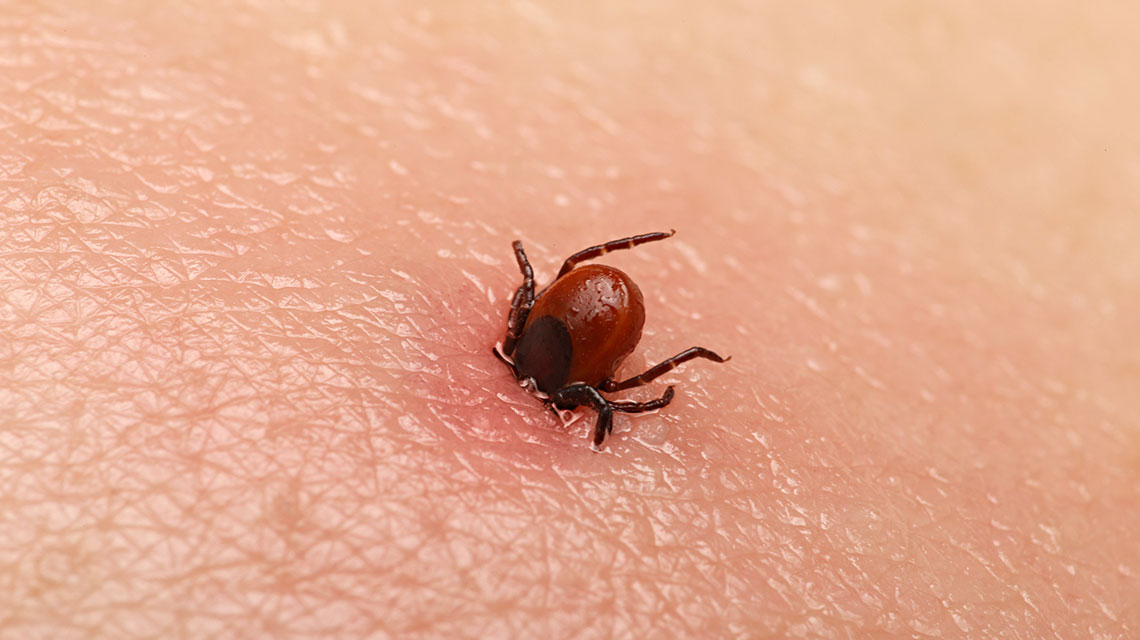تعبیر خواب کنه🐜 (کامل و رایگان | از نظر معبران و موضوعات مختلف)