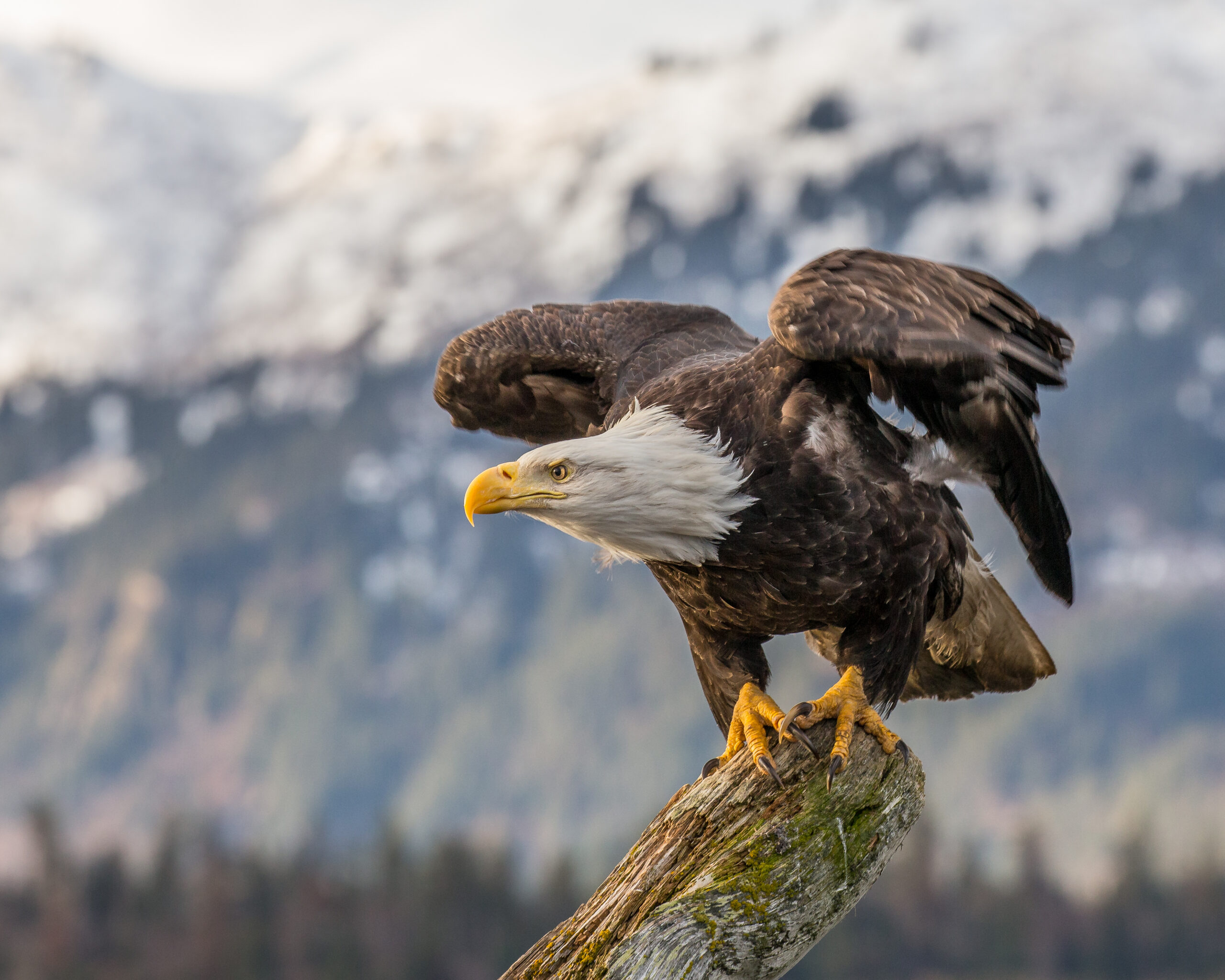 تعبیر خواب عقاب🦅 (کامل و رایگان | از نظر معبران و موضوعات مختلف) تعبیر خواب عقاب🦅 (کامل و رایگان | از نظر معبران و موضوعات مختلف)