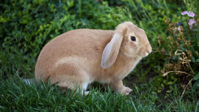 تعبیر خواب خرگوش 🐰 (کامل و رایگان | از نظر معبران و موضوعات مختلف)