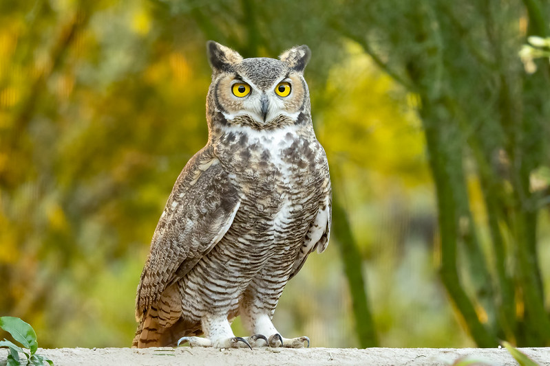 تعبیر خواب جغد🦉 (کامل و رایگان | از نظر معبران و موضوعات مختلف)