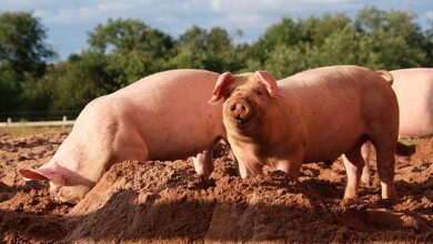 تعبیر خواب خوک🐷🐖 (کامل و رایگان | از نظر معبران و موضوعات مختلف)