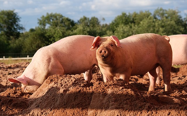 تعبیر خواب خوک🐷🐖 (کامل و رایگان | از نظر معبران و موضوعات مختلف) تعبیر خواب خوک🐷🐖 (کامل و رایگان | از نظر معبران و موضوعات مختلف)