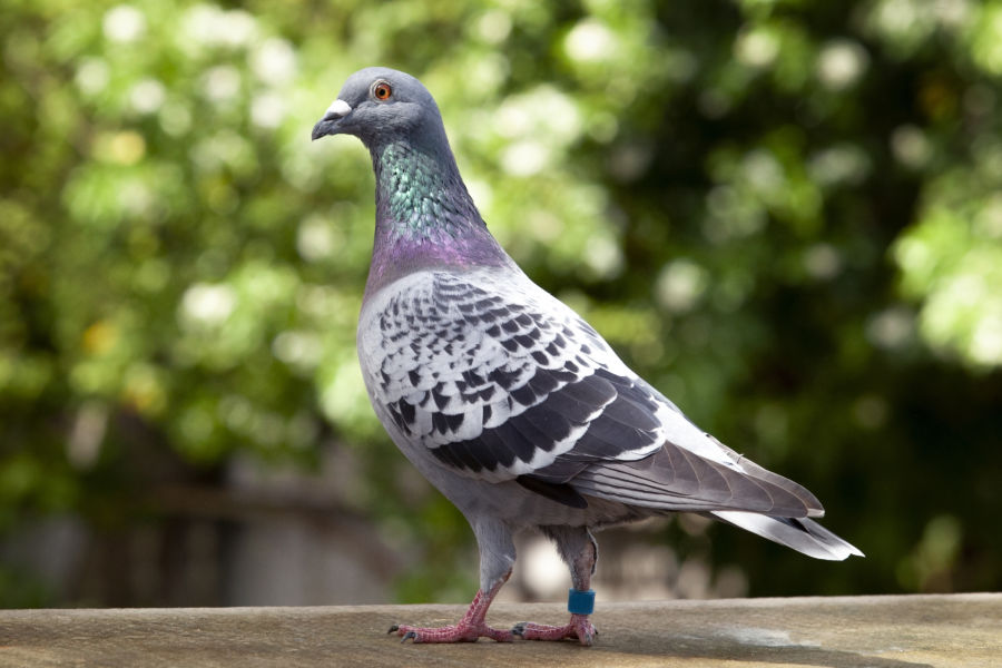 تعبیر خواب کبوتر 🕊️ (کامل و رایگان | از نظر معبران و موضوعات مختلف) تعبیر خواب کبوتر 🕊️ (کامل و رایگان | از نظر معبران و موضوعات مختلف)