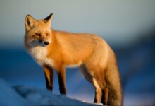 تعبیر خواب روباه🦊 (کامل و رایگان | از نظر معبران و موضوعات مختلف)
