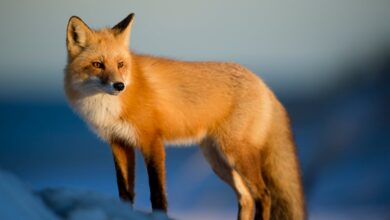 تعبیر خواب روباه🦊 (کامل و رایگان | از نظر معبران و موضوعات مختلف)