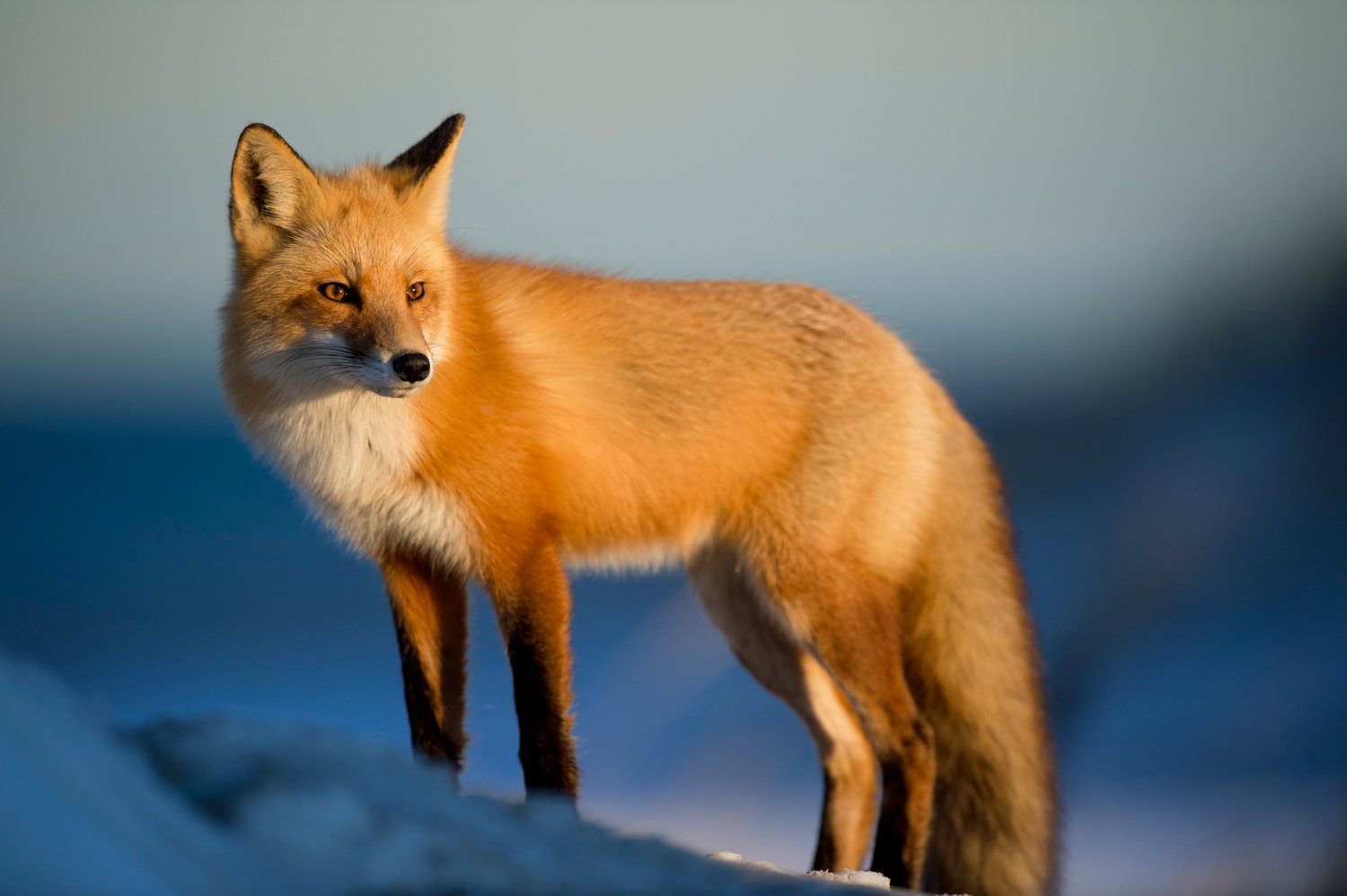 تعبیر خواب روباه🦊 (کامل و رایگان | از نظر معبران و موضوعات مختلف)