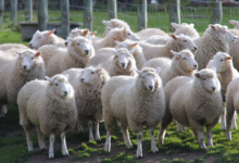 تعبیر خواب گوسفند 🐏 (کامل و رایگان | از نظر معبران و موضوعات مختلف)