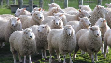 تعبیر خواب گوسفند 🐏 (کامل و رایگان | از نظر معبران و موضوعات مختلف)