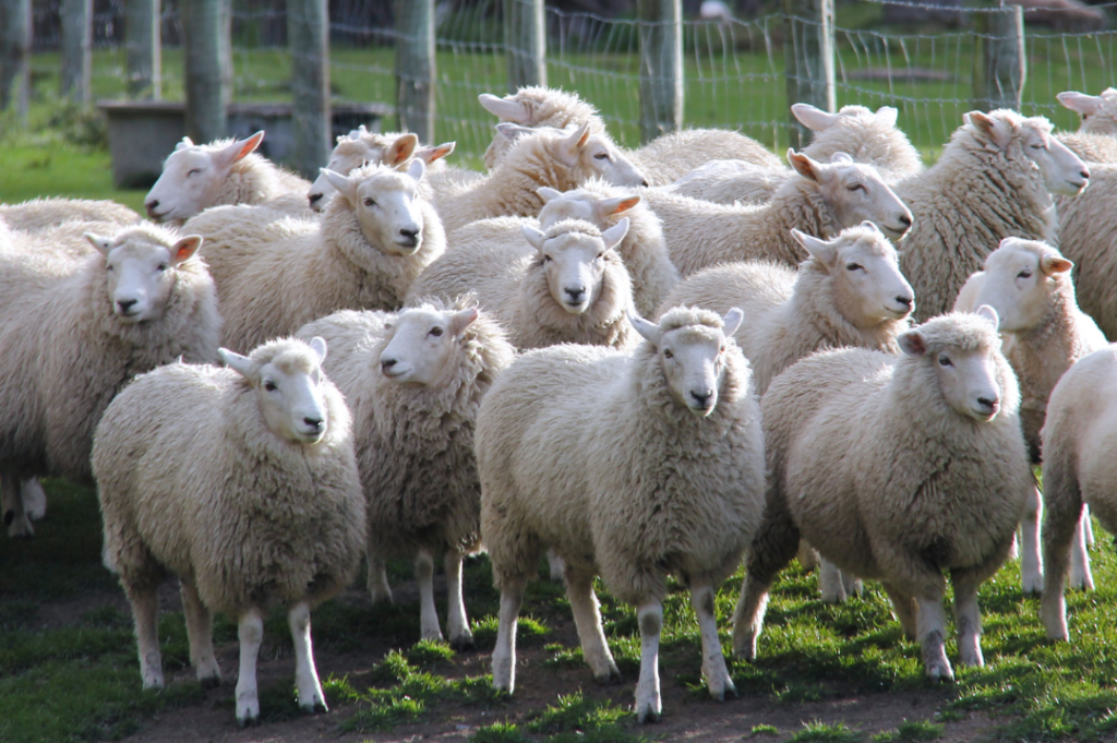 تعبیر خواب گوسفند 🐏 (کامل و رایگان | از نظر معبران و موضوعات مختلف)