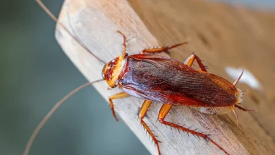 تعبیر خواب سوسک🦟 (کامل و رایگان | از نظر معبران و موضوعات مختلف)