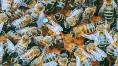 تعبیر خواب زنبور🐝 (کامل و رایگان | از نظر معبران و موضوعات مختلف)