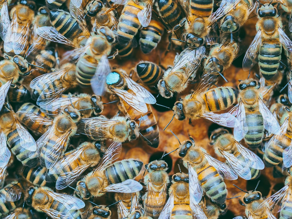 تعبیر خواب زنبور🐝 (کامل و رایگان | از نظر معبران و موضوعات مختلف)