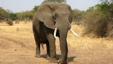 تعبیر خواب فیل🐘 (کامل و رایگان | از نظر معبران و موضوعات مختلف)