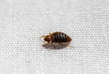 تعبیر خواب ساس 🐜 (کامل و رایگان | از نظر معبران و موضوعات مختلف)